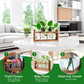 📢📢40% OFF !! ⏰Minimalist Glass Vase for Desktop